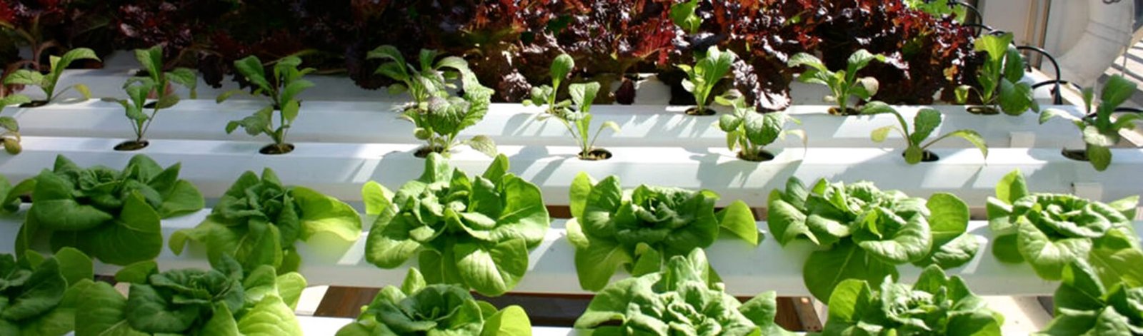 free download hydroponics gardening